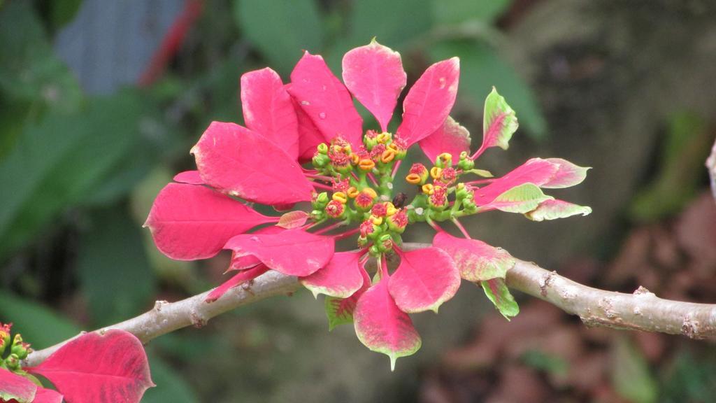Pousada Laranja Lima Praia do Rosa Εξωτερικό φωτογραφία